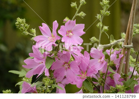 pink flowers in the garden pink flowers in the garden 141128799