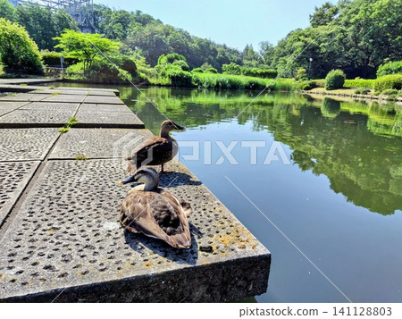 兩隻綠頭鴨並排站在池塘邊,周圍是鬱鬱蔥蔥的綠植。 兩隻綠頭鴨並排站在池塘邊,周圍是鬱鬱蔥蔥的綠植。 141128803