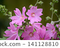 pink flowers on a branch of a blossoming tree pink flowers on a branch of a blossoming tree 141128810