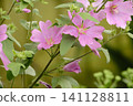 pink flowers in the garden pink flowers in the garden 141128811