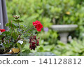 red geranium flowers in pots red geranium flowers in pots 141128812
