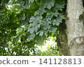 tree growing on a tree tree growing on a tree 141128813