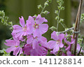 pink flower in the garden pink flower in the garden 141128814