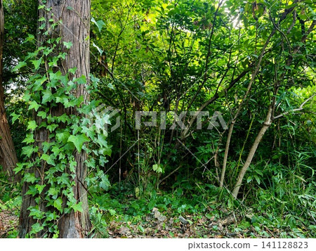 Trees covered in ivy and a deep green natural landscape nestled in the forest. Trees covered in ivy and a deep green natural landscape nestled in the forest. 141128823