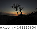 在夏日海灘上，夕陽映照下，一朵文殊蘭（Hamayu）的輪廓清晰可見。 141128834