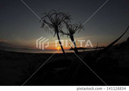 The silhouette of a crinum lily (Hamayu) against the setting sun on a summer beach. 141128834