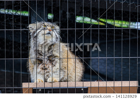 兔角貓是一種稀有動物，它仰望天空，眼神銳利而又略帶幽默。 141128929