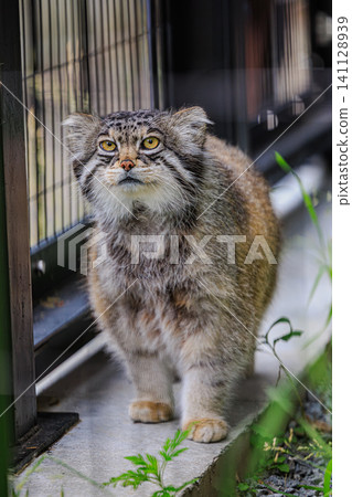 一隻野兔猻目光銳利地在圍欄裡踱步，彷彿在探索什麼。 141128939