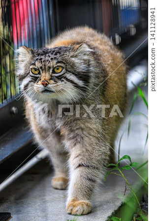 格魯沙是一隻很受歡迎的野生貓科動物，它威風凜凜地沿著籠子的通道走著。 141128941