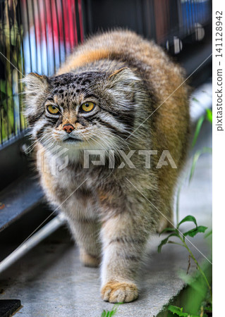 A Pallas's cat, with its exotic features and long, narrow ears, walking in a captivating scene. A Pallas's cat, with its exotic features and long, narrow ears, walking in a captivating scene. 141128942