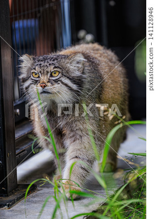 格魯莎的步伐既展現出野生動物與生俱來的力量，又展現出貓科動物獨有的優雅。 141128946