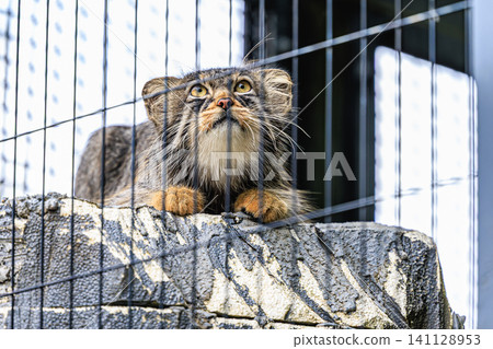 Hide, a Pallas's cat at Asahiyama Zoo, gazes intently upwards with his round eyes from the top of his cage. Hide, a Pallas's cat at Asahiyama Zoo, gazes intently upwards with his round eyes from the top of his cage. 141128953