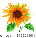 Sunflower painted in watercolor (26710 pixels) 141128984