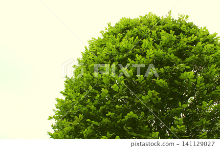 Ball Shaped Trimmed Bush With Green Leaves Copy Space Ball Shaped Trimmed Bush With Green Leaves Copy Space 141129027