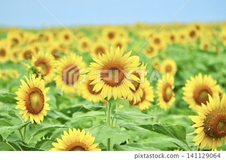 Sunflower field in the morning 141129064
