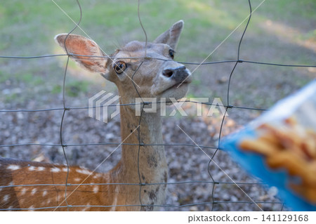 Beautiful deer looking through the bars Beautiful deer looking through the bars 141129168