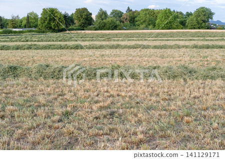 field of mowed grass field of mowed grass 141129171