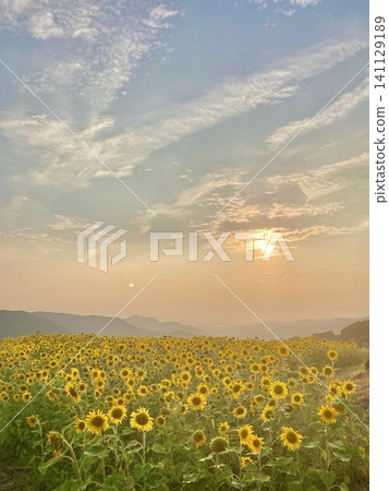 sunset sky and sunflower sunset sky and sunflower 141129189