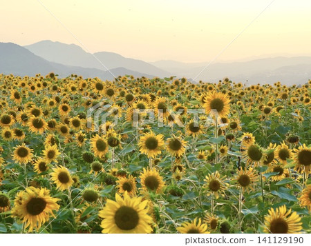 Sunflower Chorus Sunflower Chorus 141129190