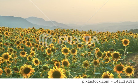 Sunflowers standing with the setting sun behind them 141129191