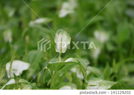 A landscape with the leaves of the summer solstice plant. A landscape with the leaves of the summer solstice plant. 141129202