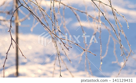 Snowy ice branches with sparkling light effects. Gentle snowfall serene scene. Peaceful winter woodland illuminated by warm sun rays. Sunlit pine forest, falling snowflakes. Bokeh golden lens flare 4K Snowy ice branches with sparkling light effects. Gentle snowfall serene scene. Peaceful winter woodland illuminated by warm sun rays. Sunlit pine forest, falling snowflakes. Bokeh golden lens flare 4K 141129431