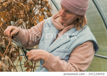 Seasonal autumn garden work. Woman gardener working with tools pruning with shears dead plants in greenhouse. Natural real country living. Gardening activities. Backyard maintenance and outdoor chores Seasonal autumn garden work. Woman gardener working with tools pruning with shears dead plants in greenhouse. Natural real country living. Gardening activities. Backyard maintenance and outdoor chores 141129450