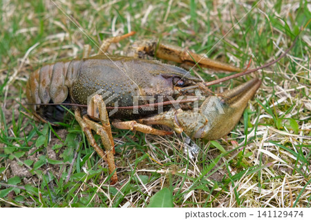 River crayfish in nature. Catching European Live crayfish. Single Astacus in its natural habitat closeup. Detailed view of crustacean on sandy bank. Mottled carapace, textured shell, claws, antennae River crayfish in nature. Catching European Live crayfish. Single Astacus in its natural habitat closeup. Detailed view of crustacean on sandy bank. Mottled carapace, textured shell, claws, antennae 141129474