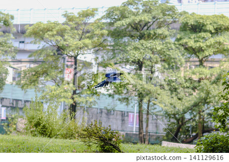 Special photo of Kikuo's flight: Aerial dynamic moment, background scenery of Yoshu Special photo of Kikuo's flight: Aerial dynamic moment, background scenery of Yoshu 141129616