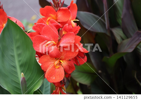 A close-up view of a canna flower with red petals. A close-up view of a canna flower with red petals. 141129655