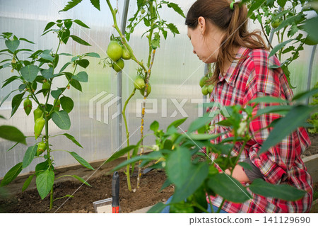 Gardener woman working in a greenhouse. Female organic farmer takes care a green seedlings in a garden. Girl trimming tomatoes. Plant nursery worker in red check shirt weeding sprouts. Gardening club Gardener woman working in a greenhouse. Female organic farmer takes care a green seedlings in a garden. Girl trimming tomatoes. Plant nursery worker in red check shirt weeding sprouts. Gardening club 141129690