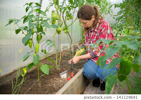 Gardener woman working in a greenhouse. Female organic farmer takes care a green seedlings in a garden. Girl trimming tomatoes. Plant nursery worker in red check shirt weeding sprouts. Gardening club Gardener woman working in a greenhouse. Female organic farmer takes care a green seedlings in a garden. Girl trimming tomatoes. Plant nursery worker in red check shirt weeding sprouts. Gardening club 141129691