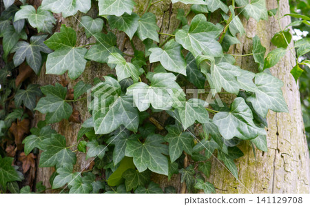 Ivy leaves climbing on tree trunk Ivy leaves climbing on tree trunk 141129708