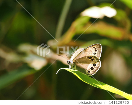 A Japanese stonefly perched on a leaf. A Japanese stonefly perched on a leaf. 141129730