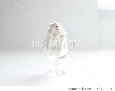 A hamster standing in a glass A hamster standing in a glass 141129943