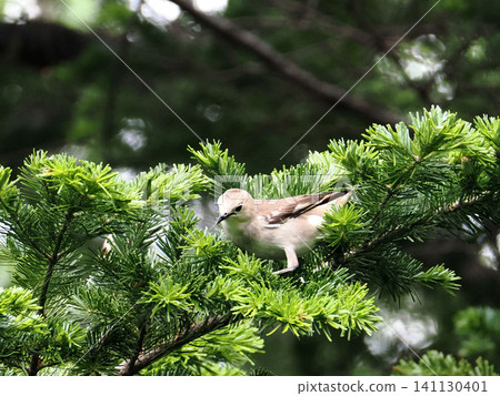 一隻雌性普通椋鳥棲息在針葉樹枝上。 一隻雌性普通椋鳥棲息在針葉樹枝上。 141130401