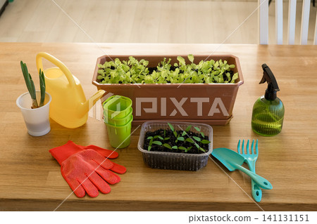 Gardening tools and herbs on wooden table with potted plants and soil for planting. Workshop class plant caring, replanting houseplants. Indoors gardener workplace desk. Horticulture home work space. Gardening tools and herbs on wooden table with potted plants and soil for planting. Workshop class plant caring, replanting houseplants. Indoors gardener workplace desk. Horticulture home work space. 141131151