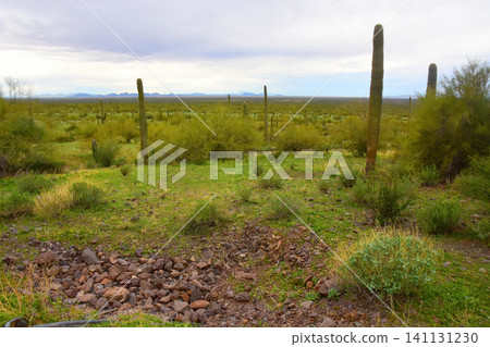 Old Saguaro Cactus Sonora desert Arizona Old Saguaro Cactus Sonora desert Arizona 141131230