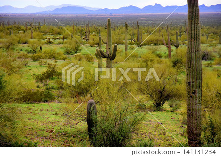 Old Saguaro Cactus Sonora desert Arizona Old Saguaro Cactus Sonora desert Arizona 141131234