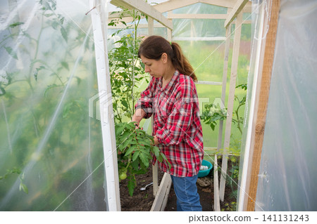 Gardener woman working in a greenhouse. Female organic farmer takes care a green seedlings in a garden. Girl trimming tomatoes. Plant nursery worker in red check shirt weeding sprouts. Gardening club Gardener woman working in a greenhouse. Female organic farmer takes care a green seedlings in a garden. Girl trimming tomatoes. Plant nursery worker in red check shirt weeding sprouts. Gardening club 141131243