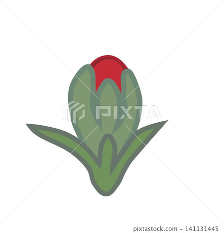 石竹花蕾插圖 141131445