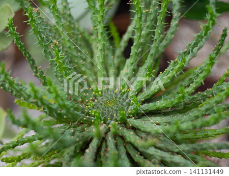 Close-up of an exotic succulent with textured green stems and tiny spines. Unique desert plant growing in a botanical garden, symbolizing resilience, biodiversity, nature, drought tolerance and Close-up of an exotic succulent with textured green stems and tiny spines. Unique desert plant growing in a botanical garden, symbolizing resilience, biodiversity, nature, drought tolerance and 141131449