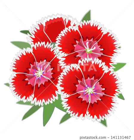 Illustration of a dianthus with a white border Illustration of a dianthus with a white border 141131467