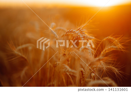 Golden wheat field at sunset with sunlight casting tones on crops, creating beautiful view of nature 141131601