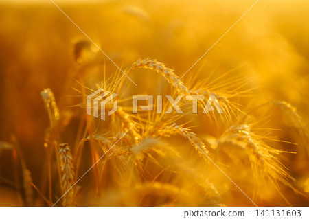 Golden wheat field at sunset with sunlight casting tones on crops, creating beautiful view of nature Golden wheat field at sunset with sunlight casting tones on crops, creating beautiful view of nature 141131603