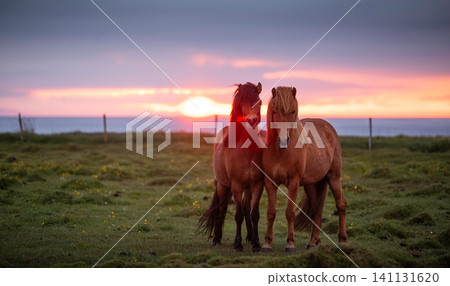 Two Icelandic horses standing together in a coastal meadow at sunset, illuminated by dramatic golden light beneath storm clouds, capturing the wild beauty and spirit of Icelandic nature. Two Icelandic horses standing together in a coastal meadow at sunset, illuminated by dramatic golden light beneath storm clouds, capturing the wild beauty and spirit of Icelandic nature. 141131620