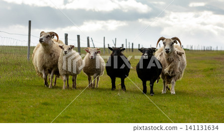 Traditional Icelandic sheep and lambs walking together across a lush green pasture in Iceland, showcasing the country's hardy native breed beneath dramatic Nordic skies and rural landscapes. Traditional Icelandic sheep and lambs walking together across a lush green pasture in Iceland, showcasing the country's hardy native breed beneath dramatic Nordic skies and rural landscapes. 141131634