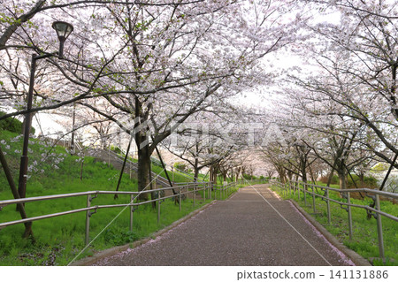 荒川超堤上的小松川千本櫻（東京都江戶川區東大島） 141131886
