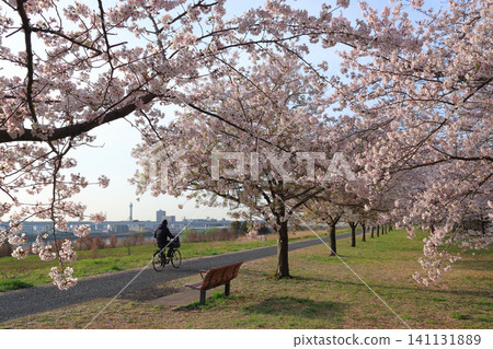 Komatsugawa Senbonzakura (Thousand Cherry Trees) on the Arakawa Super Levee (Higashi-Ojima, Edogawa Ward, Tokyo) Komatsugawa Senbonzakura (Thousand Cherry Trees) on the Arakawa Super Levee (Higashi-Ojima, Edogawa Ward, Tokyo) 141131889