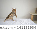American Shorthair playing by jumping dynamically indoors 141131934